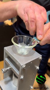 1.4M views · 5.8K reactions | One of the few blue snakes in nature- venom extractions from lesser Sunda island pitvipers, Trimeresurus insularis #kyreptilezoo #pitviper #blue | Kentucky Reptile Zoo | Facebook