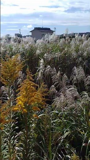 房総里山トロッコからの景色