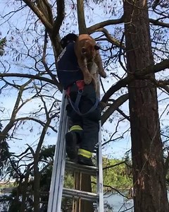 287K views · 1.6K reactions | Great job from crews in Victoria.  @victoriafire730 Our duty crews responded to a different type of rescue this evening, C Platoon members assisted Conservation Officers and Victoria Police Department with the safe lowering of a tranquilized cougar from a tree along the Gorge. After being lowered from the tree the big cat was taken by Conservation Officers for further assessment. #yyjnews #victoriafiredept #iaff | Bay Area Firefighter | Facebook