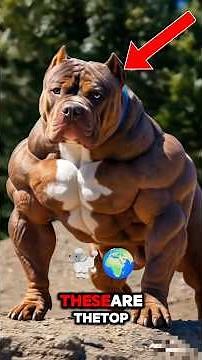 “These top 5 Dog Breeds Are Faster Than You Think… 🐕💨”#dogshorts #viralshorts #fyp