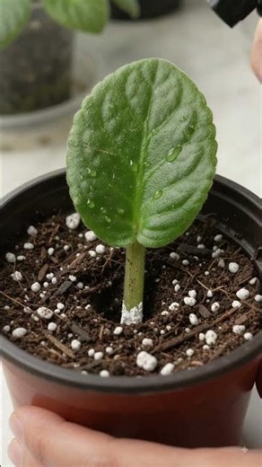 African Violet Leaf Cutting Propagation Technique #homegardening #usefultips
