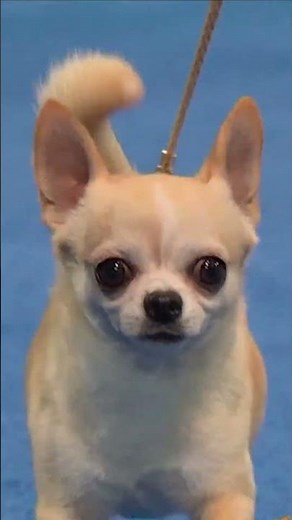 NACHO THE CHIHUAHUA 👁️👁️🥹