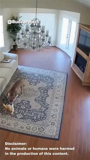 Dog Protects Baby—Heartwarming Moment!#Shorts #DidYouKnow #Facts #Story