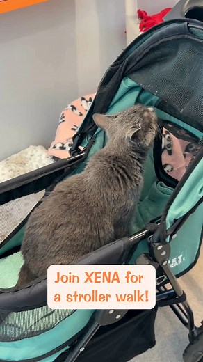 One of the methods of enrichment we provide is stroller walks around our property and gardens. We have several volunteers who bring the cats for walks every day - join Xena for an afternoon stroll! | Tabby's Place: a Cat Sanctuary