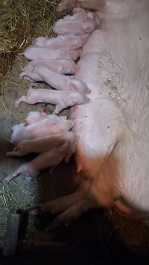 8K views · 194 reactions | Buga Micul Fermier on Reels | Facebook