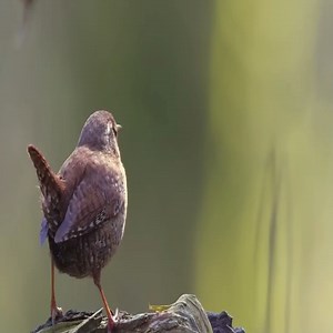 Bird sound Wren chirping and singing, bird call and song | Animals-Love