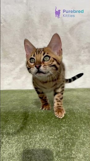 Meet Zuri: Brown Spotted Tabby Bengal Kitten 🐾 Sparkling, Playful & Ready for a Home! #Bengal