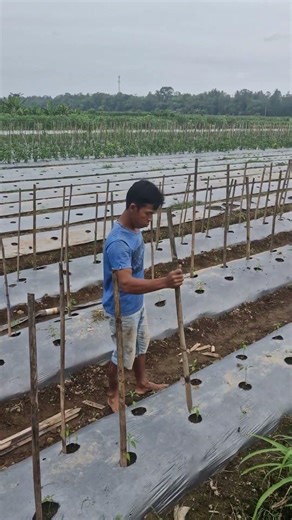The process of installing plant supports is easy and fast-Agriculture farming #shorts