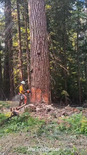 6.5K views · 18 reactions | Tree Felling is Not a Easy | Alex Tree Climber | Facebook