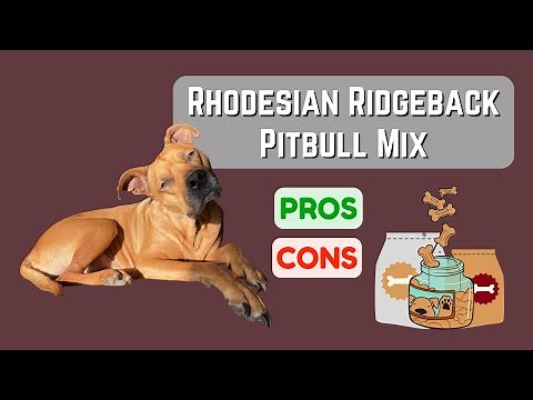 Rhodesian Ridgeback Pitbull Mix: Loyal and Protective! Pros & Cons!