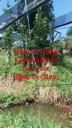 How to Prune Kiwi Plants in Summer (Step-by-Step)