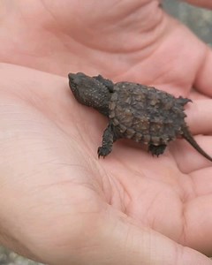 82K views · 889 reactions | Give him a name! Tiny Baby Snapping Turtle!  | Wild Charles | Facebook