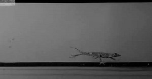 Video: Why some geckos lose their sticky feet