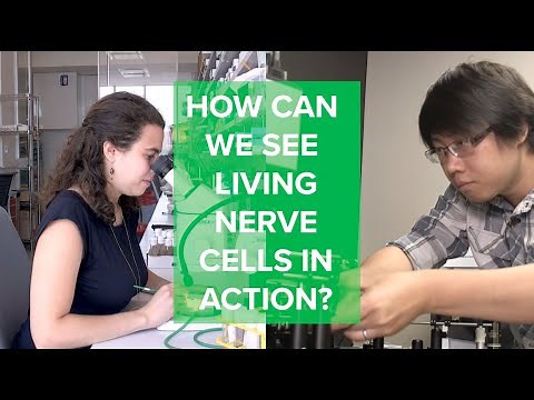 Curious Minds: How Can We See Living Nerve Cells in Action?