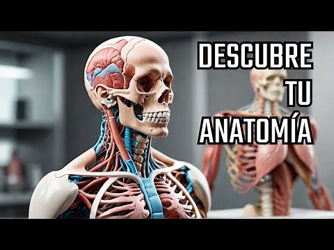 Human Anatomy: Discover the Fascinating Secrets of Our Body Full Documentary