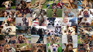 ╰☆☆ 🎞 Lights, Camera, Action 🎞 ☆☆╮ Check it out – our first ever video! Ever wondered how we work as a rescue? Where do our rescue dogs come from? This video will give you a bit of information about us as a rescue, and our mission to find dogs loving homes. We are so grateful to share this video and share that we have had 15,000 successful adoptions and can't wait for 15,000 more. But, to do that, rescue takes ALL of us together to continue to make magic happen! 💫 Very special thanks to one o