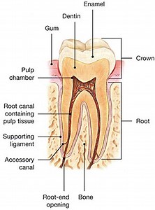 ​What Is Perio Breath?