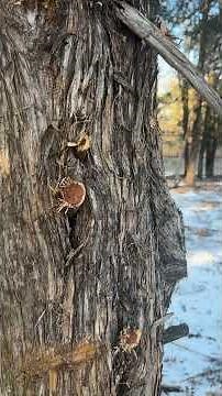 How to properly take care of deer!? @RutMFG