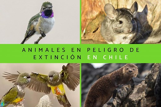 13 animales en peligro de extinción en Chile y cómo ayudarlos - Fotos