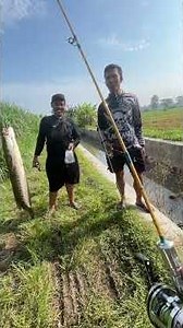 Setrek ikan gabus di parit kecil syahdu #mancing #fishing #mancingceria #macingdasaran #mancing