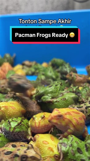 Pacman Frogs Ready and Angry | Kodok Pacman Frogs