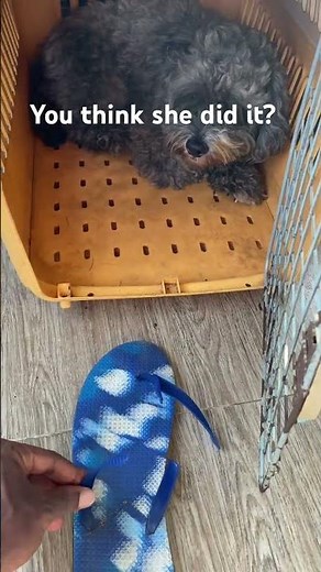 You think my dog did it? #shorts #puppy