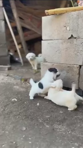 Attack 100%👿 Damage 0% 😘 . #puppylove #dog #reels #puppies #puppy #cutepuppy #meme #funny #trending #shorts #viral #post #animal | Puppy Gallery