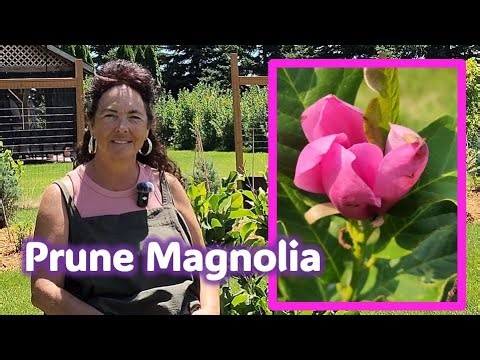 🌲 How to Prune Magnolia (Ann) #gardening #pruning #trees #zone4 #zone4gardening