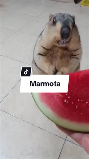 Curiosidades sobre a Marmota: Características e Comportamento