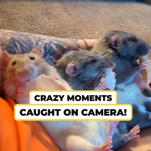 428K views · 5.3K reactions | These viral moments are so crazy 勞 | Newsflare | Facebook