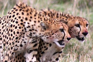 Cheetah vs Hyena (w/ kill)