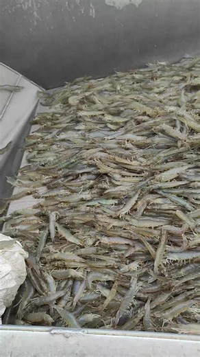 Shrimp Processing and Transportation Explained
