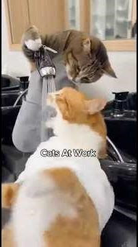 Cats At Work Compilation. #cat