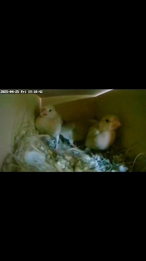 La petite vie de nos oisillons dans leur nid est loin d’être sans activité … Les petits commencent à devenir curieux et jouent avec les matériaux, picorent les parois, se tirent les plumes. Cette curiosité va les pousser à sortir du nid et aller découvrir l’extérieur. | Paddas de java apprivoisés