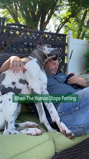 Funny Great Dane Moments | Big Dogs Compilation