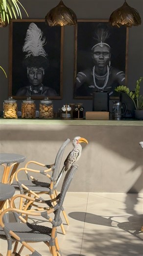 4.2K views · 94 reactions | Our very own Zazu. Yellow-billed hornbills are full of personality, and this one seems especially curious about our biscuit jar. At Tomo Safari Lodge, even the birds know where the best views — and smells — are. #TomoSafariLodge #TomoExperience #GreaterKruger #YellowBilledHornbill #ZazuInRealLife #SafariCoffeeBreak #BirdsOfTheBush #WildlifeEncounters #CloseToNature #LuxurySafari #AfricanSafari | Tomo Safari Lodge | Facebook