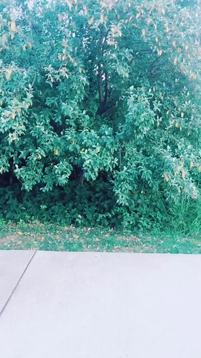 Big Head Billy Bounce - Funny Dance Video