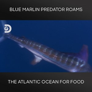 15K views · 181 reactions | David Attenborough takes us deep into the Atlantic ocean and through the current The Blue Marlin species - predators capable of moving up to 60 miles per hour chasing their meals. | Discovery Channel Australia | Facebook
