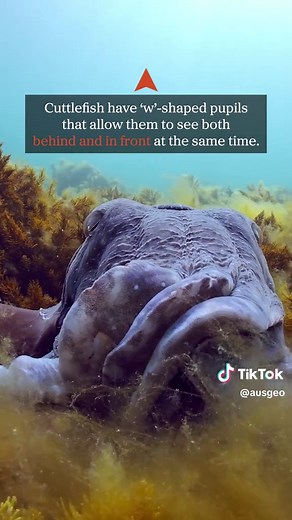 Fascinating Facts about Cuttlefish Eyes