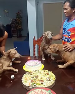 HAPPY 1'ST BIRTHDAY TO OUR RESCUE DOGS BUBBLES, BLOSSOM AND BUTTERCUP 🎂🎂🎂 Sana ay bigyan kayo ni Lord ng malusog na pangangatawan at malayo sa sakit Sana ay masay kayo ngaung birthday nyo kumpara dati ng marescue kayo na inabandona sa bukiran habang bumabagyo. Mahal namin kayo ❤️❤️❤️ Note: During this broadcast, you can support our Page by sending Stars, a digital gift that helps me earn money to support our rescued cats and dogs | Animal Rescue PH