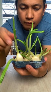 Learn to Grow Garlic, Bitter Melon & Pepper | Plantedinthegarden