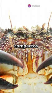 ¿Por qué los cangrejos tienen tanta fuerza en las tenazas?