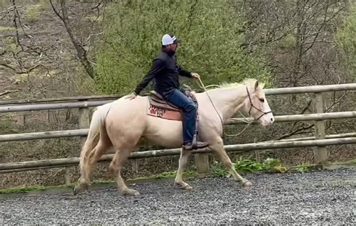 THIS WONT BE POPULAR with some but it’s time for Chevy to be ridden in a bit ( sweet iron D ring snaffle ) . His bit less days are over for now . I start all my babies bit less and only bring the bit to the table when I feel they are ready . This short video explains and shows when I consider a young horse to be ready for that change . Our shop : https://steve-young-horsemanship.myshopify.com/ | Steve Young horsemanship