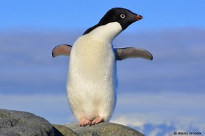 10 Things to Know about Penguins