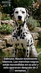 Animales que cambian de color al crecer 😯 #animals #animales #animallove #fblifestyle | Animal Osc