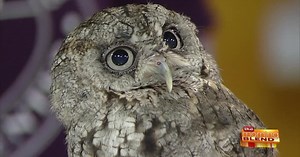 Meet and Greet Some Incredible Animals