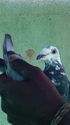 #homer #pigeon Raichur