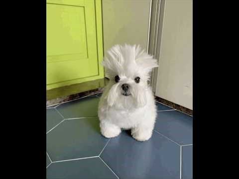 Calamity Malice mode 5