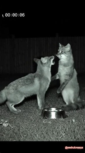 BEST NIGHT VISION CAMERA FOR HOME SECURITY