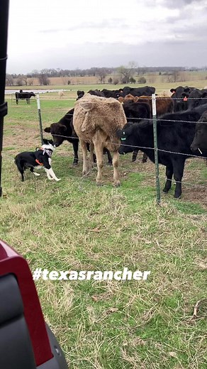 Maggie ~ “watch me herd these cows dad”. The cows just watch her run back and forth 😂😂😂😂 #texasrancher #cowdog #bordercollie #ranching #cattleranch #ranchlife #cuteanimals #funnyreelsvideo #reels2024 | Texas Rancher